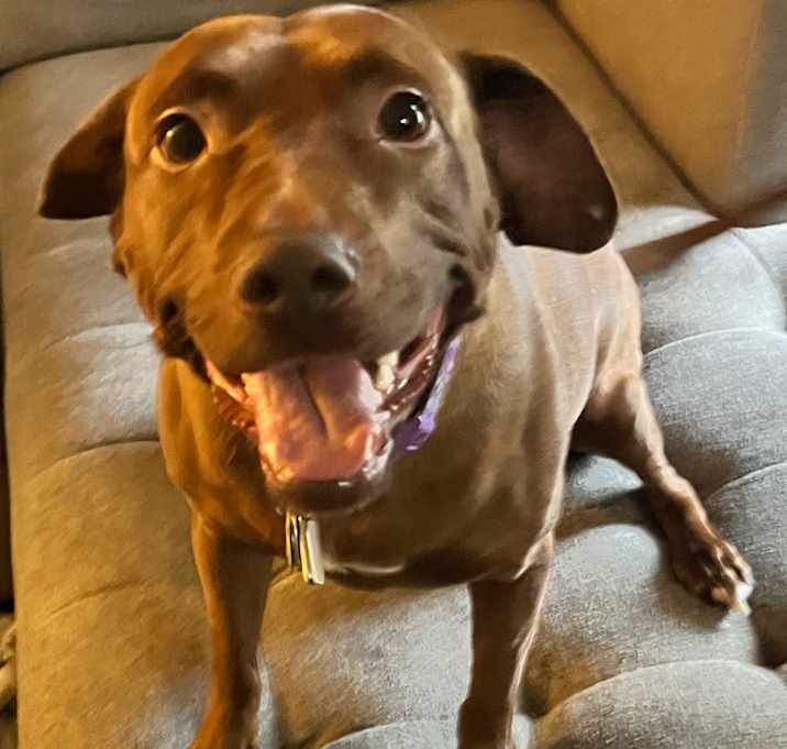 Photo of Luna