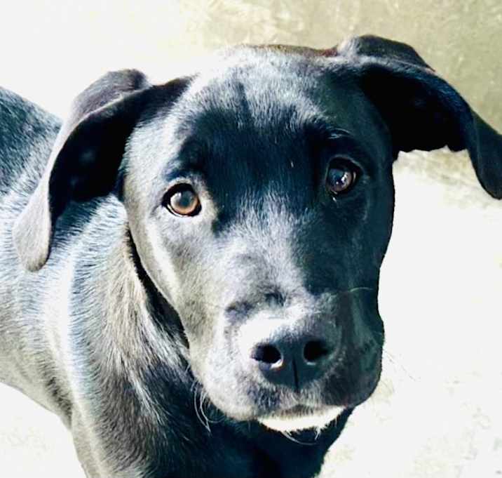 Photo of LICORICE