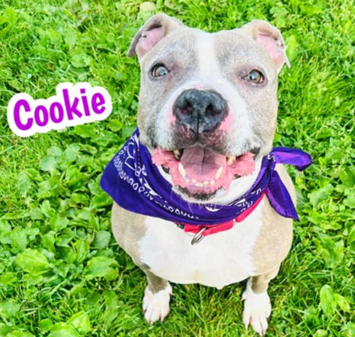Photo of Cookie