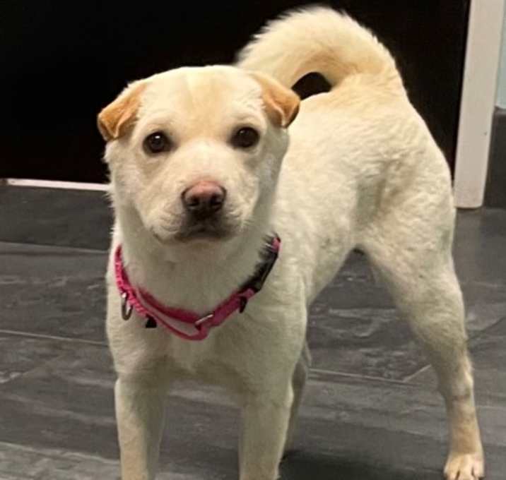 Photo of Sugar