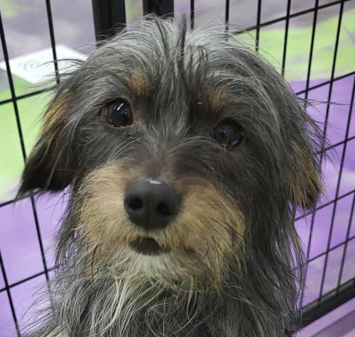 Photo of Scruffy