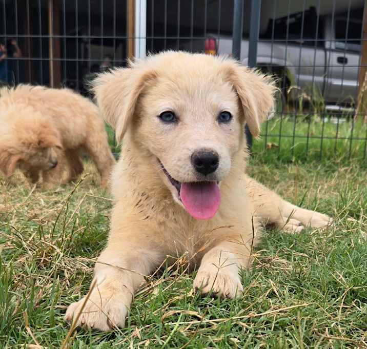 Photo of Shiloh 25-04-183