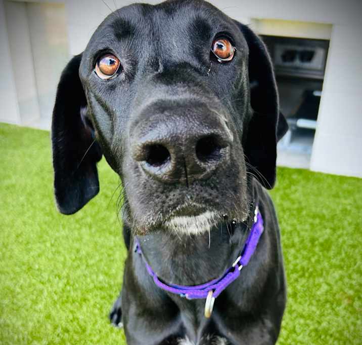 Photo of Gunner