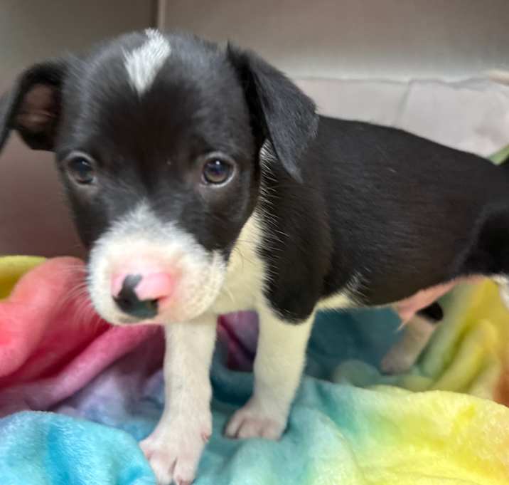 Photo of Edison (13)
