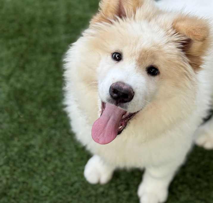 Photo of Kuma
