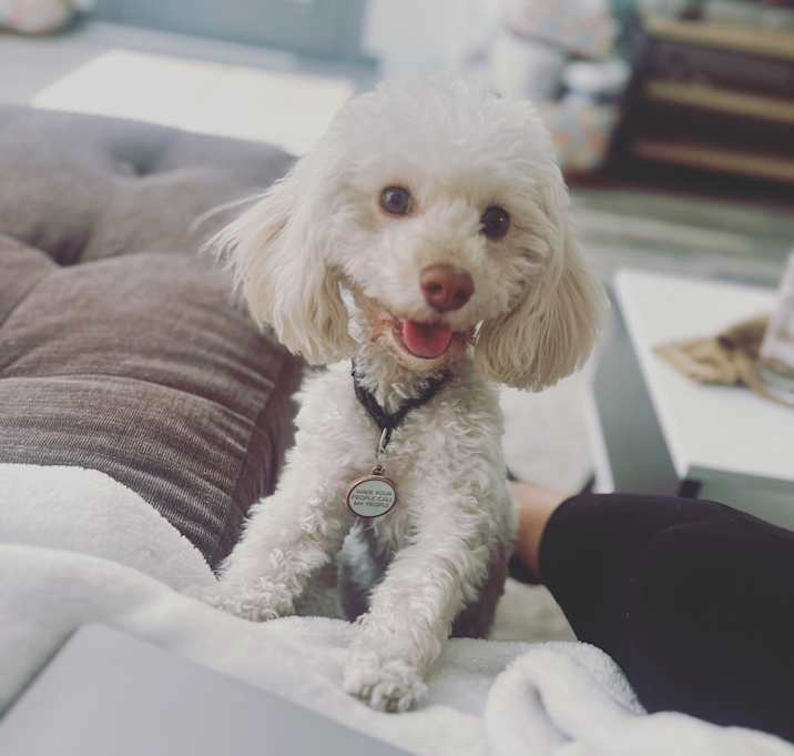 Photo of Paisley