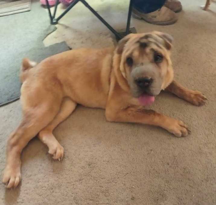 Photo of Dahlia