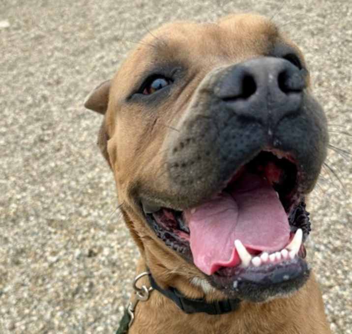 Photo of Sampson