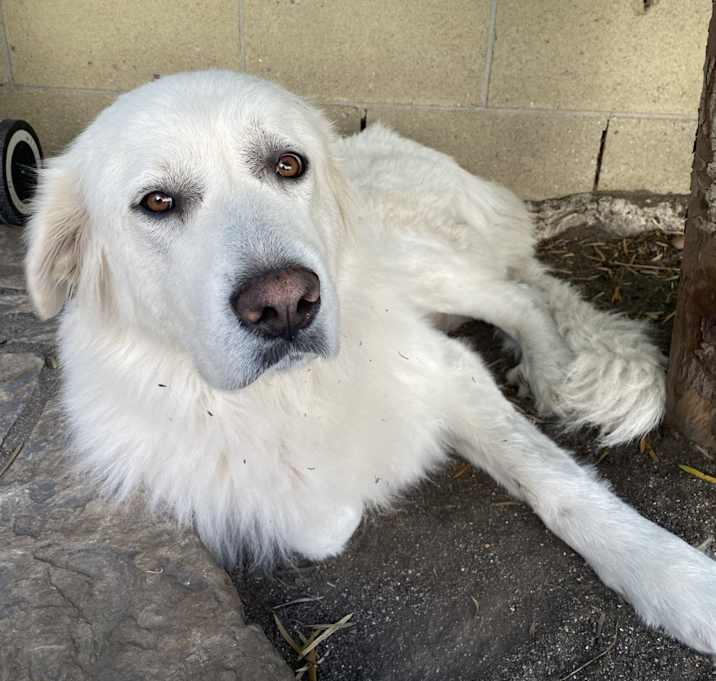 Photo of Boo