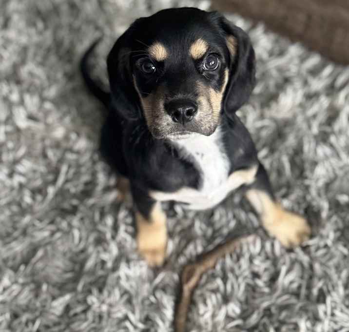 Photo of Malachi