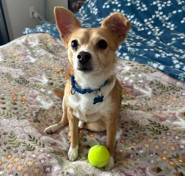 Photo of Cooper