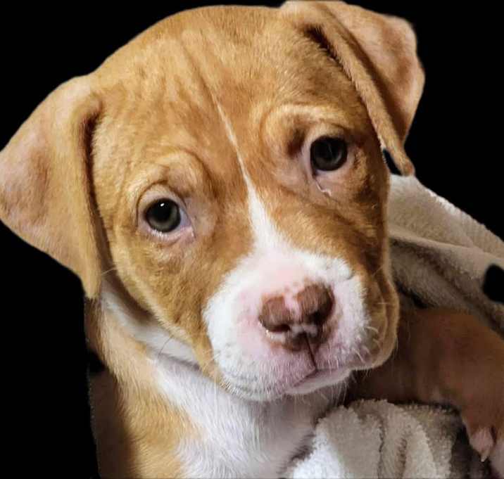Photo of Ginger