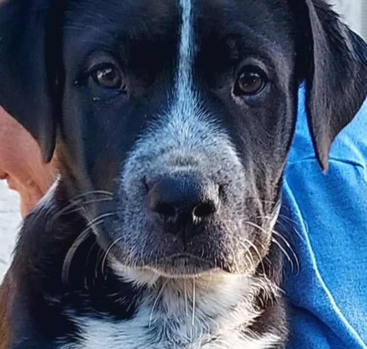 Photo of Tug