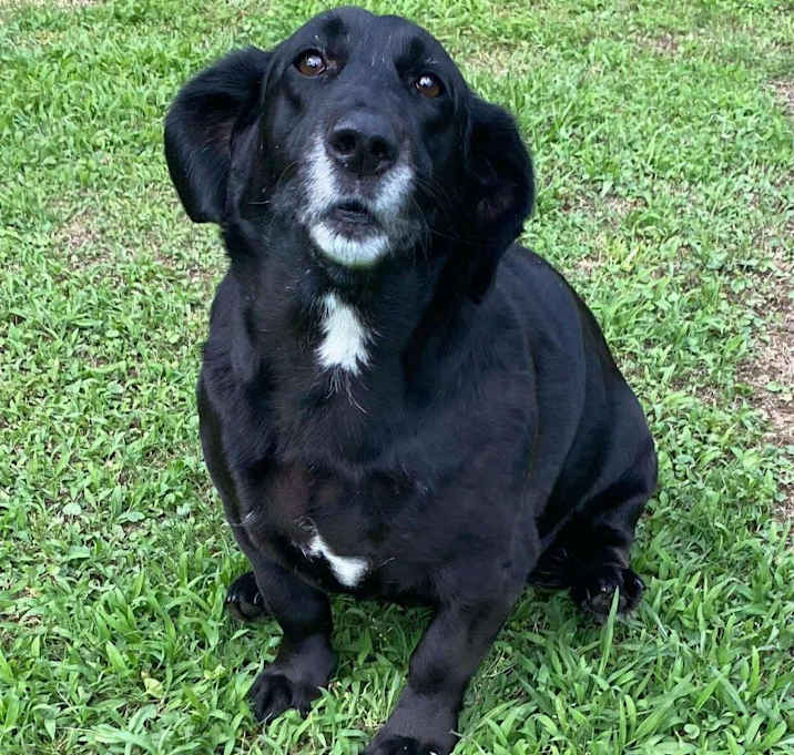 Photo of Daffodil