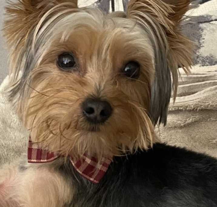 Photo of Chevy