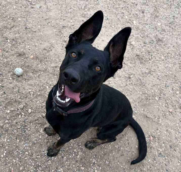 Photo of Loki