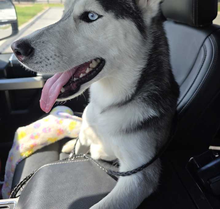 Photo of Athena