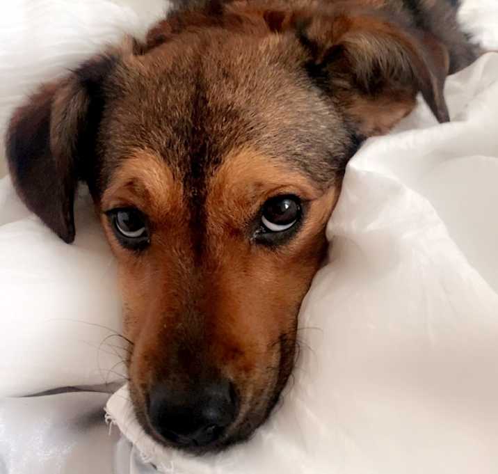 Photo of Willow