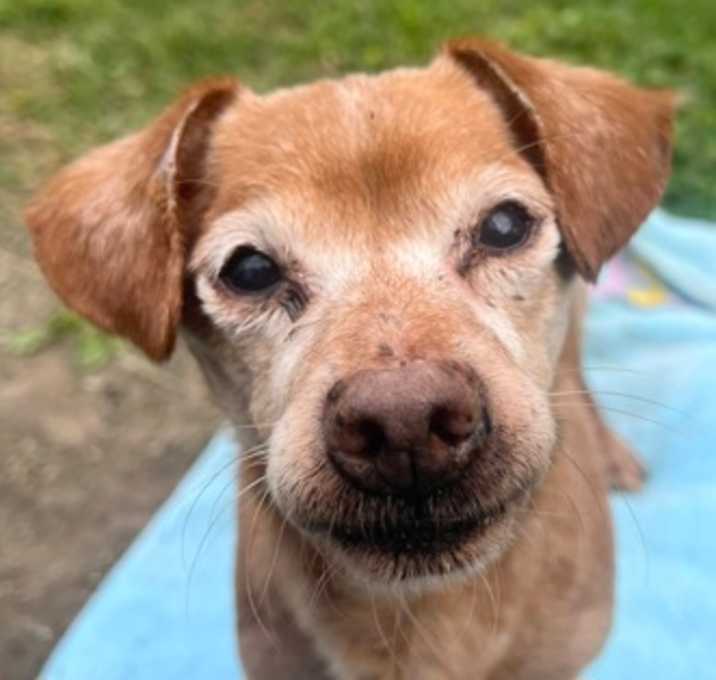 Photo of Rufus
