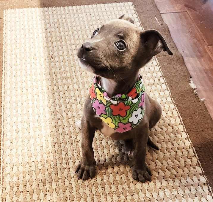 Photo of Trixie