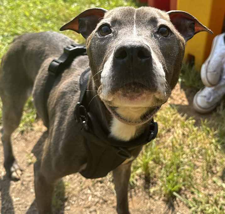 Photo of Indigo