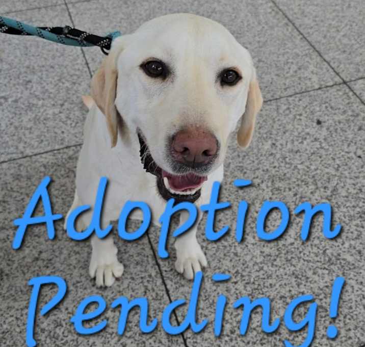 Photo of Paisley our gorgeous yellow lab!