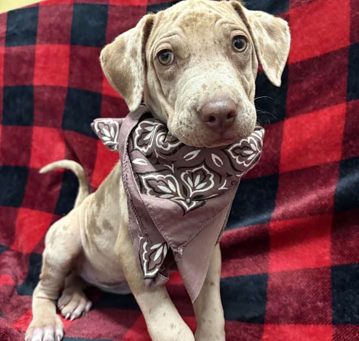 Photo of Emmylou