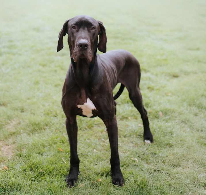 Photo of Max the Melter