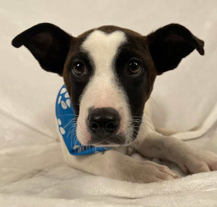 Photo of Chevy