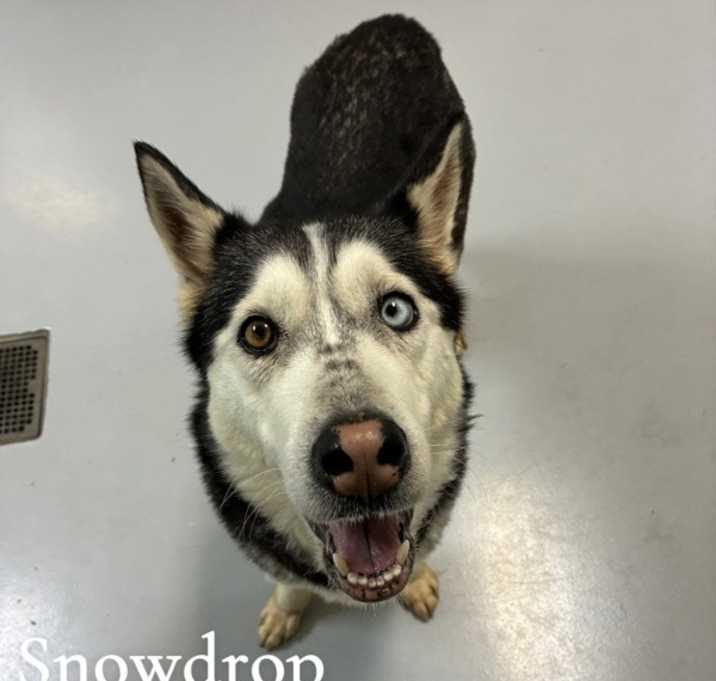 Photo of Snowdrop