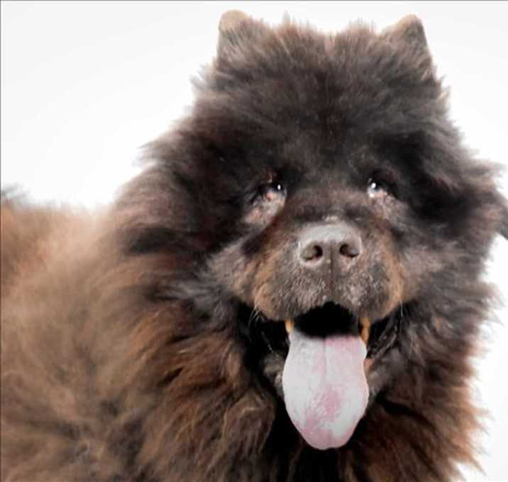 Photo of ONYX