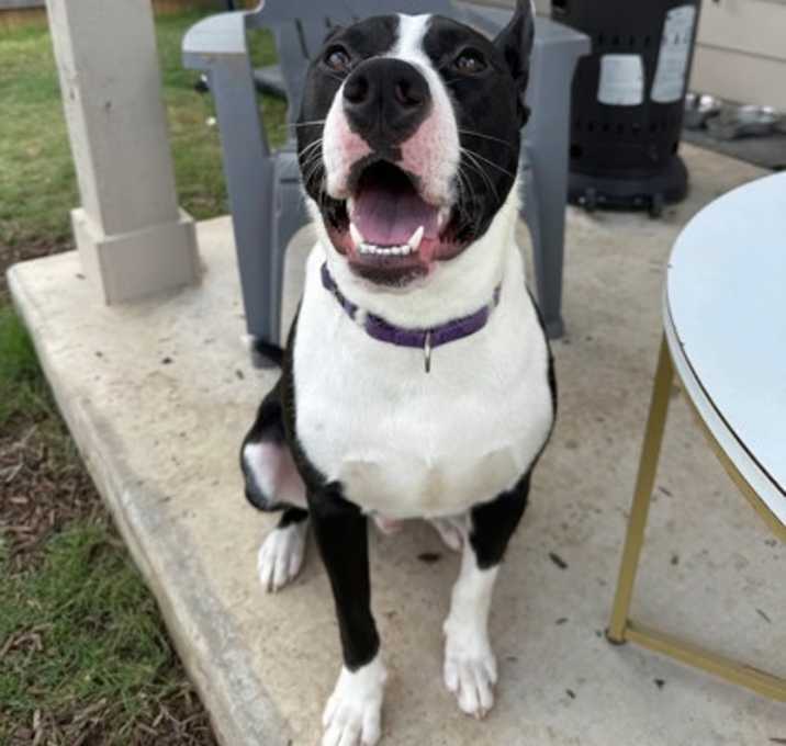 Photo of Agent (in foster)