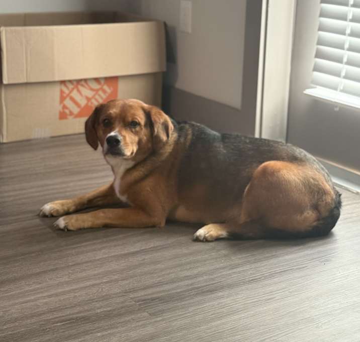 Photo of Stitch