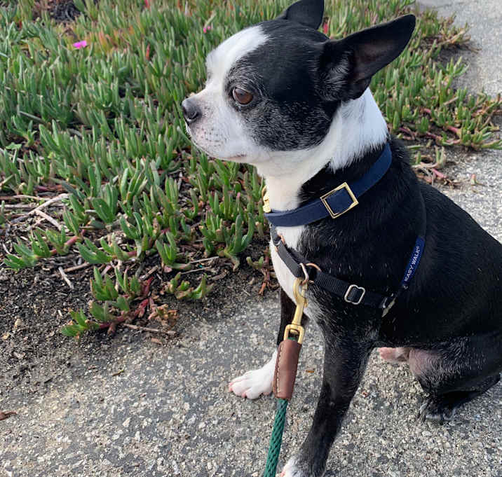 Photo of Hugo