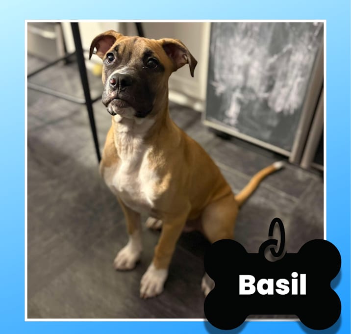Photo of Basil