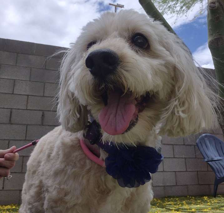 Photo of Tootsie