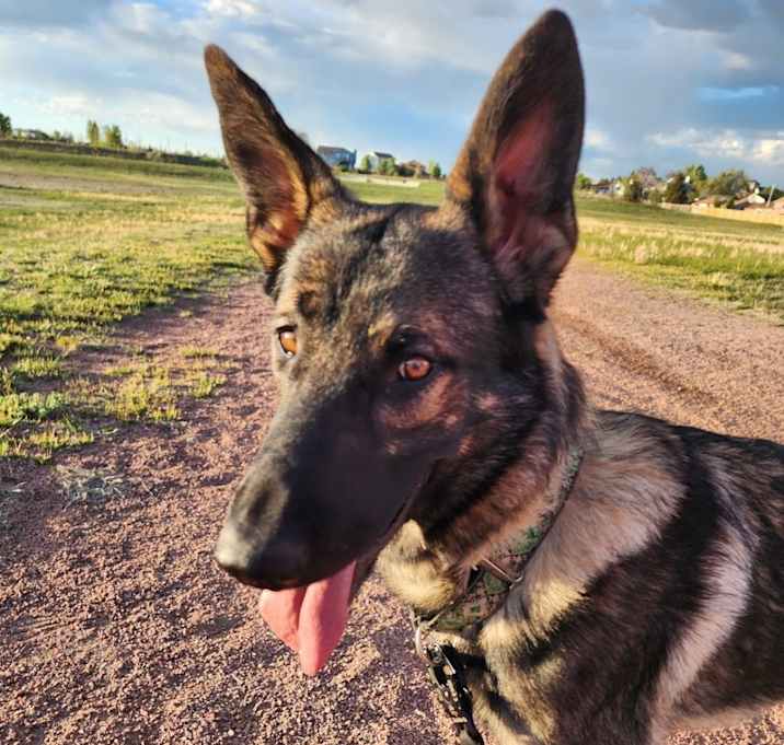 Photo of Ace