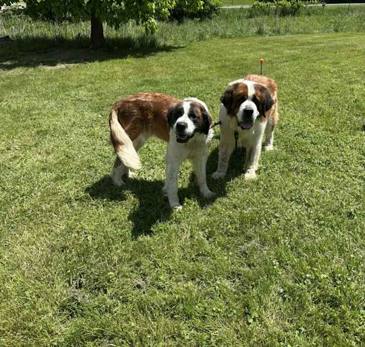 Photo of Bella