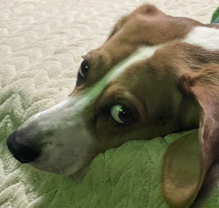 Photo of Ollie