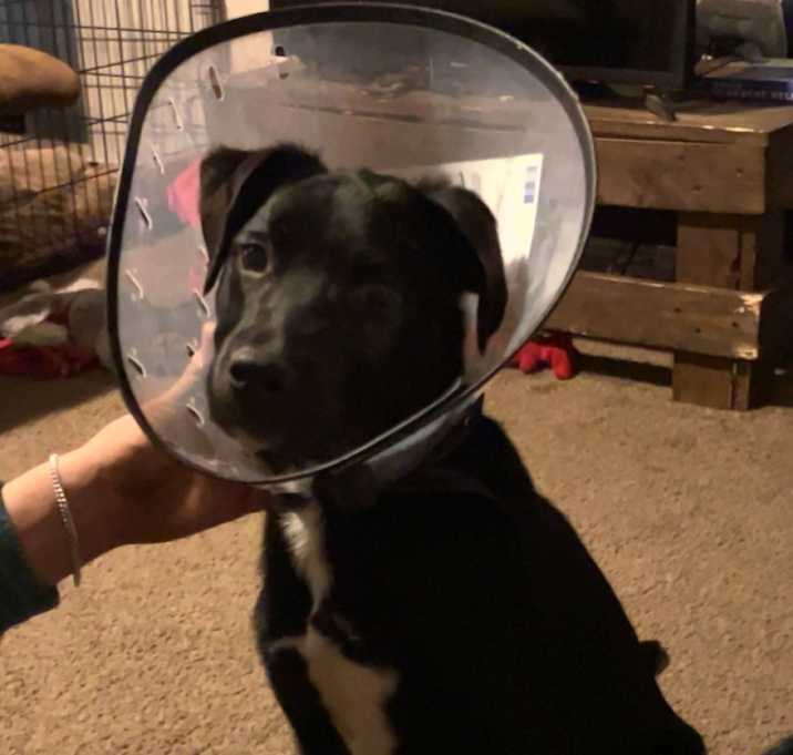Photo of Buck