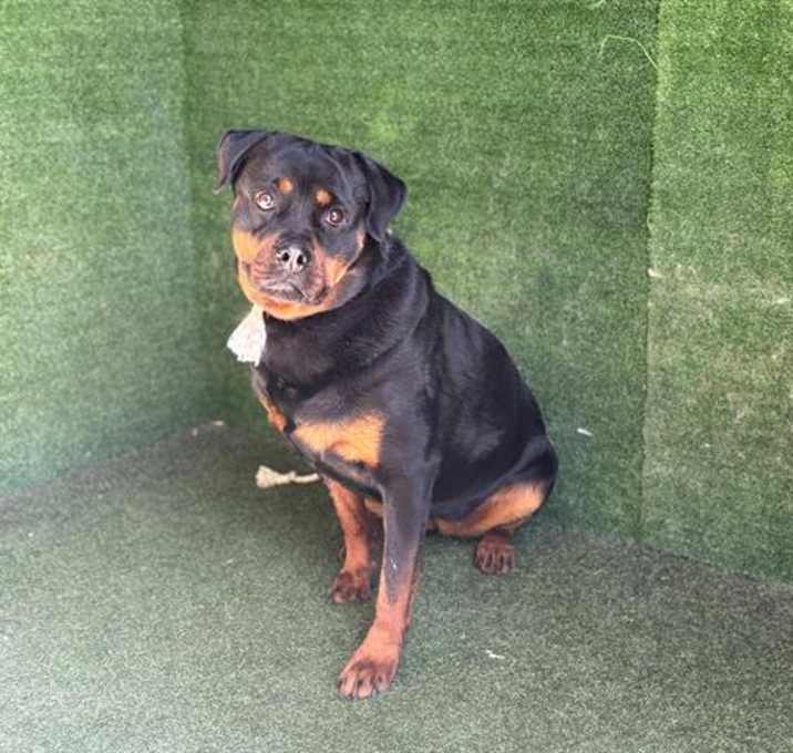 Photo of ROXY