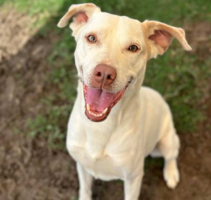 Photo of Dante