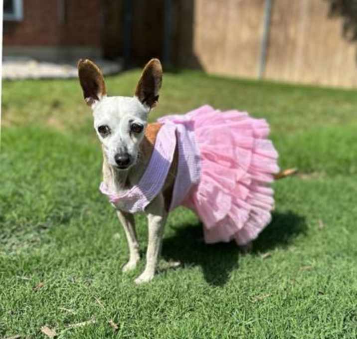 Photo of Honey Bear
