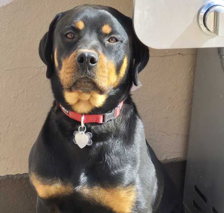 Photo of Rocco