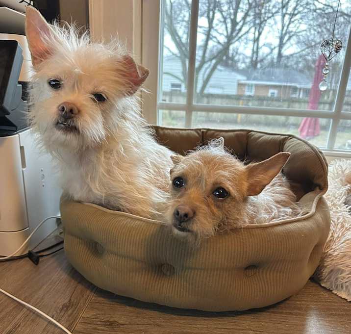 Photo of Laverne and Shirley