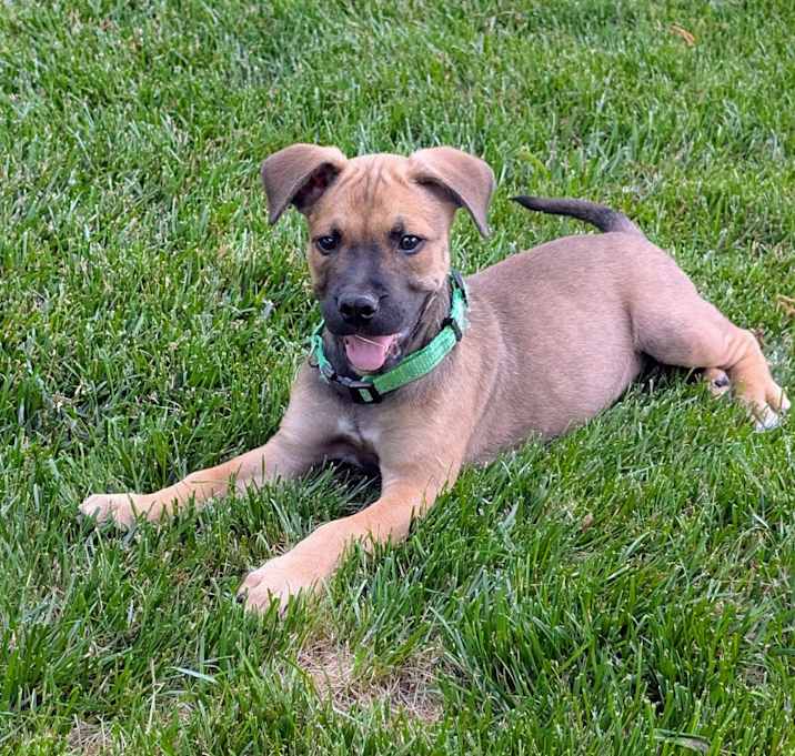 Photo of Chopper
