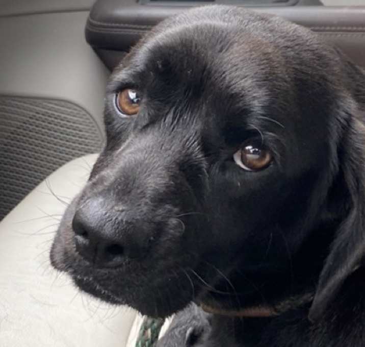 Photo of Ebony