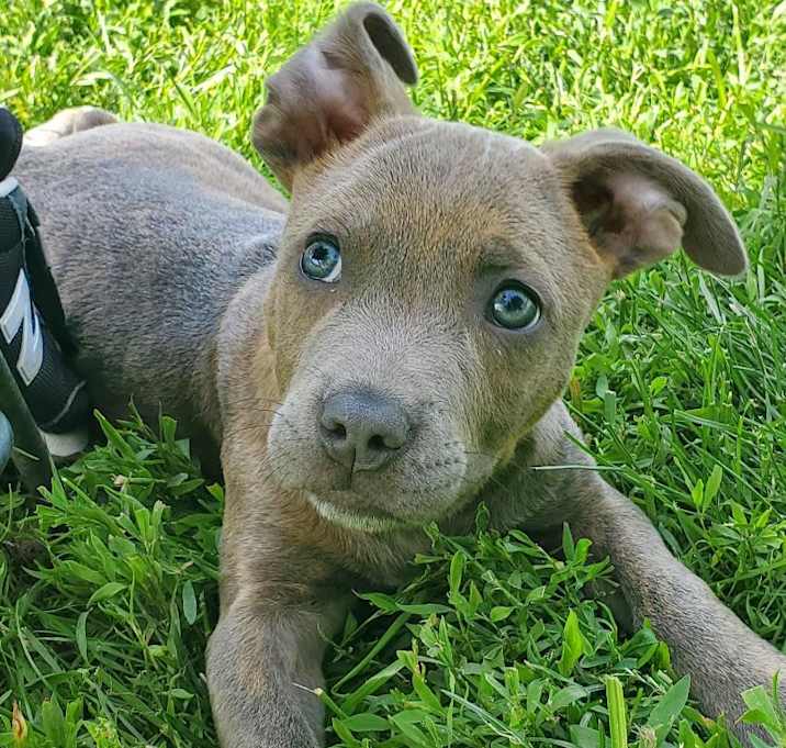 Photo of Clover - Pre Approval