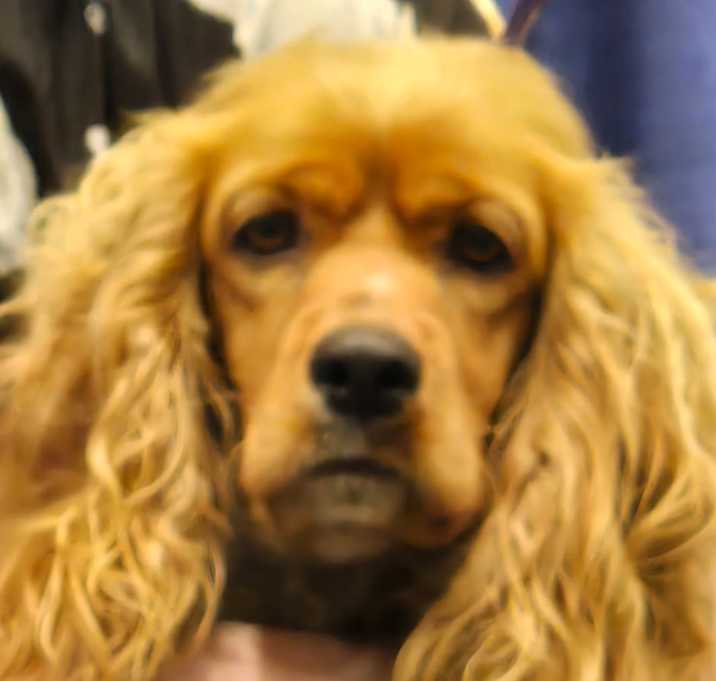 Photo of Bella