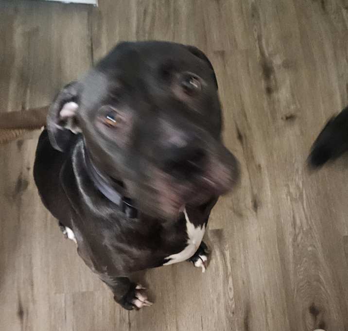 Photo of Ace